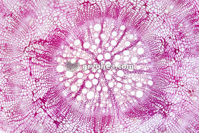 Racine de Betterave CT x25 - gryphea.com